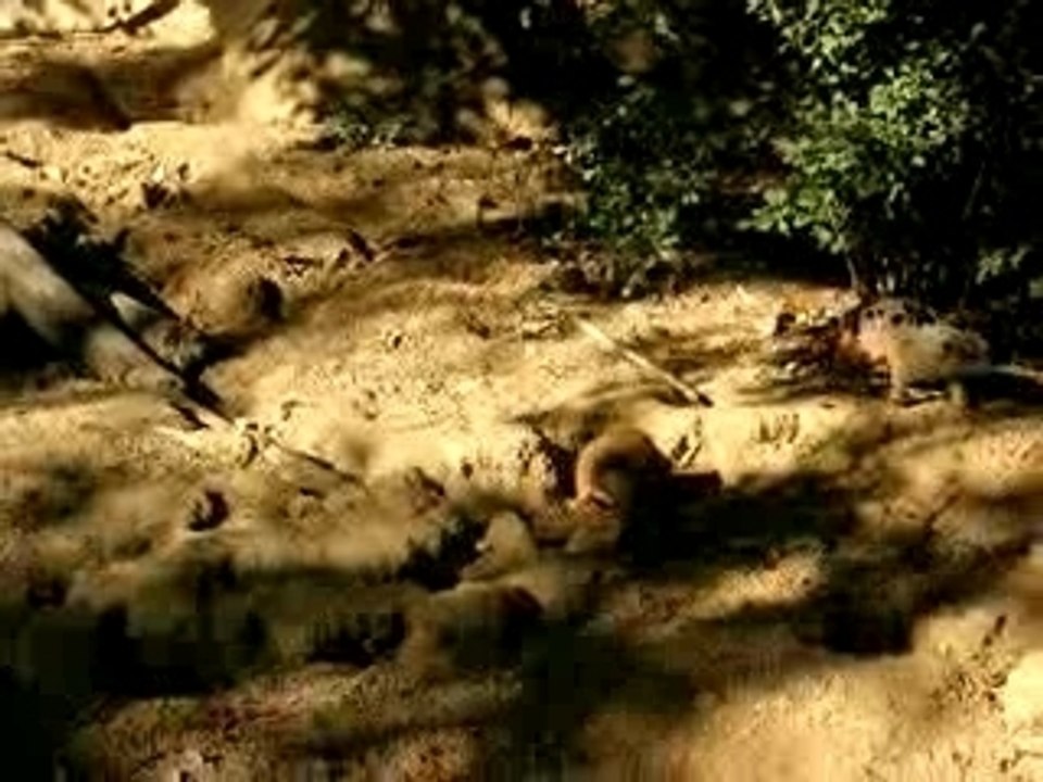 Suricates - Memphis Zoo