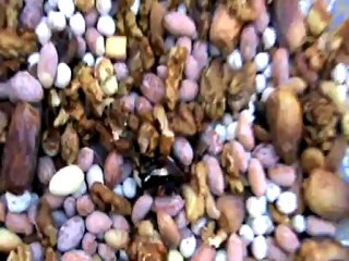 agourram si  hassan mzouda