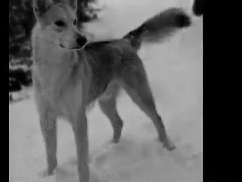 The Losian  Sherpherd Dog