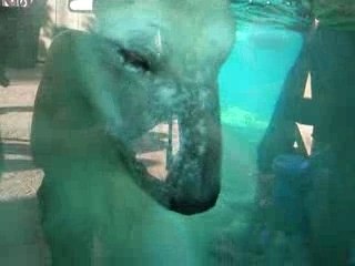 Ours polaire - Memphis Zoo