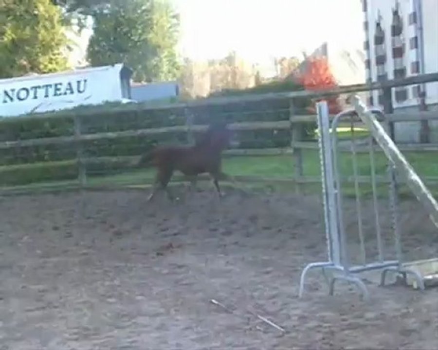 Cas d'école du Luy, vice champion des foal mâles PFS par Salam du Roc et Sitges du Luy