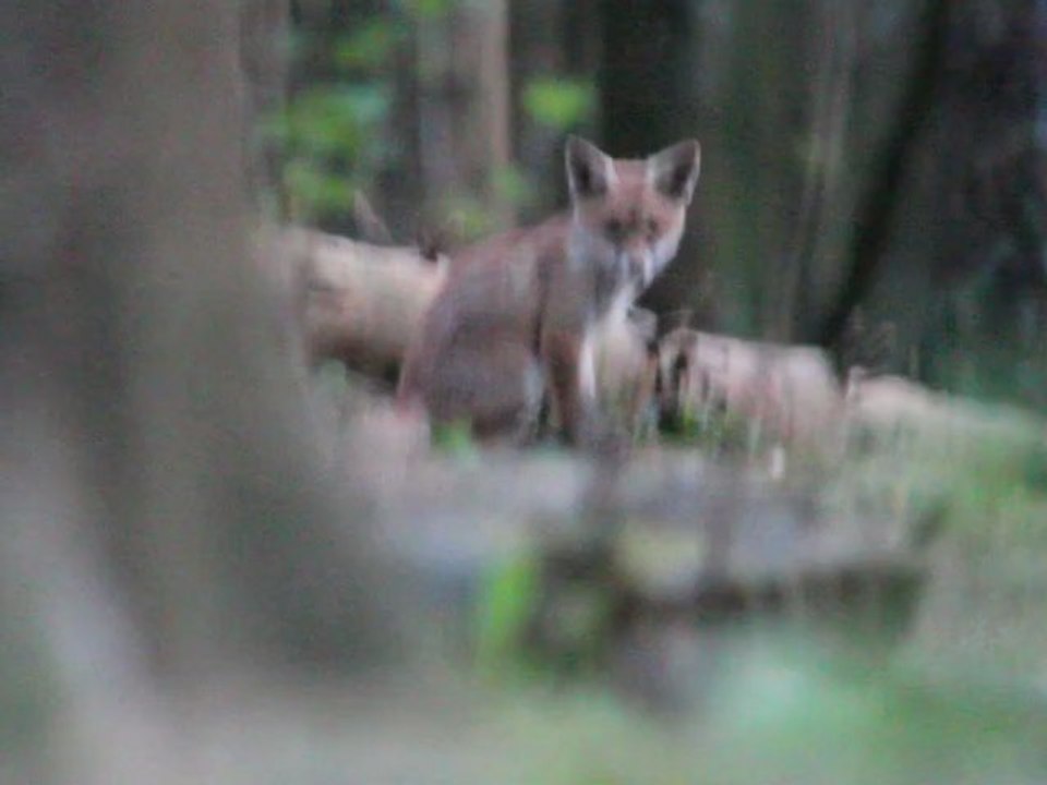 RENARDS