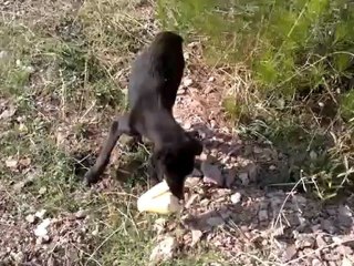 mor küpelilere yazık oluyor