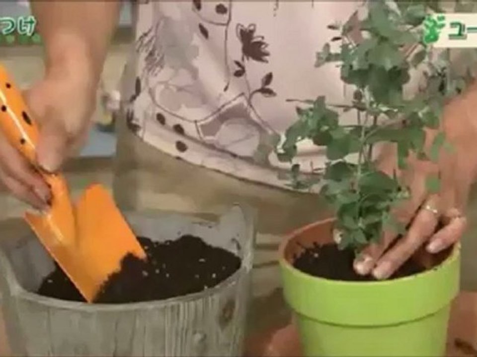 herb06