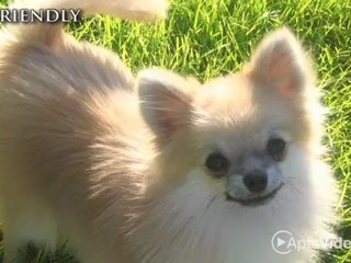 Bell Wheeler Hill Apartments in Marlborough, MA - ForRent.com