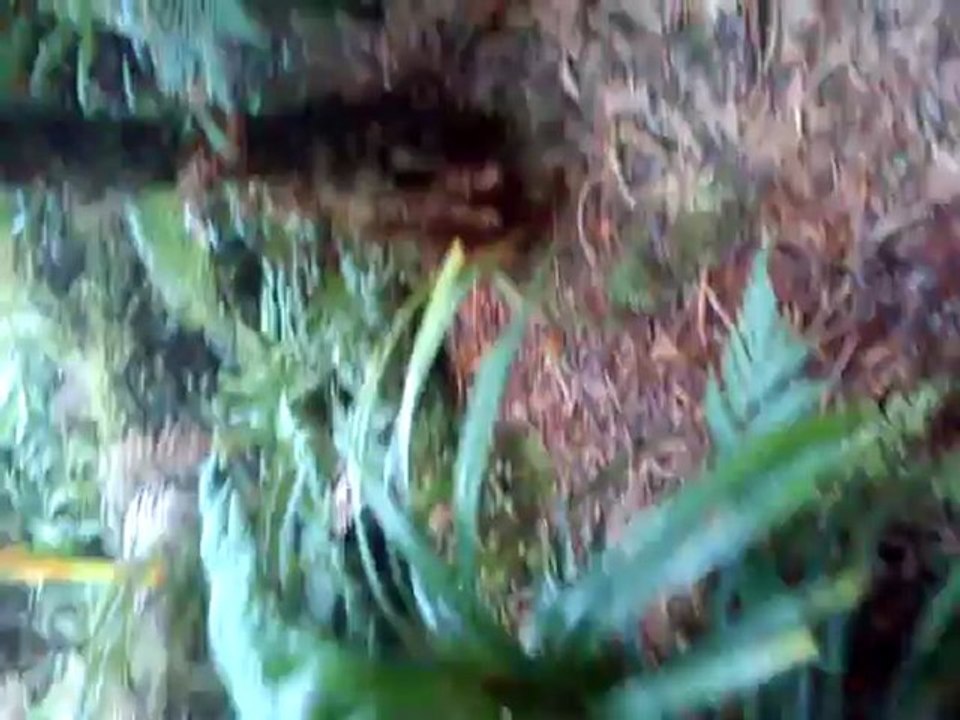 humboldt foret de mousse montée