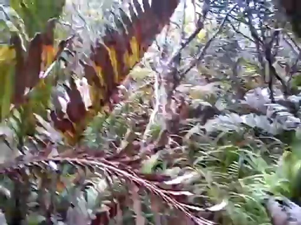 entrée foret de mousse descente