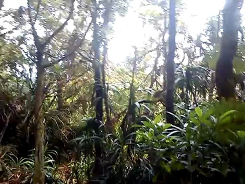 foret de mousse on est dedans