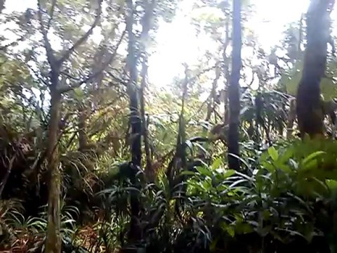 foret de mousse on est dedans