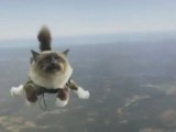 Bu Kediler Gökyüzünde Uçuyor