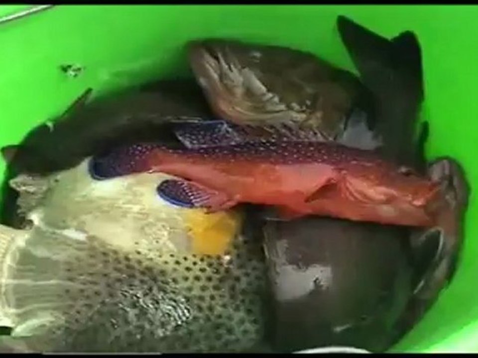 PECHE A LA PALANGROTTE - SALY