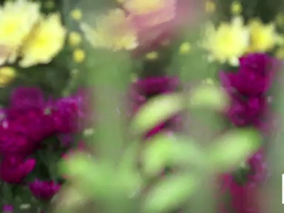 Les fleurs d'isis, Fleuriste créateur à Breuillet (17), Charente-Maritime en Poitou-Charentes