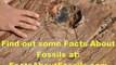 Finding Facts About Fossils Made Easy