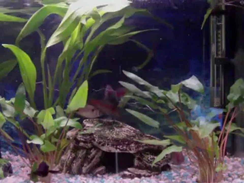 James hasipopasifield präsentiert: discofisch - hans solo (Äi-tiem).mp4