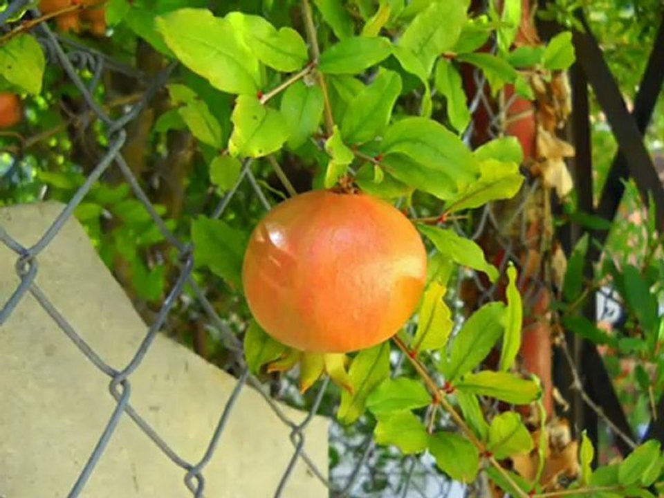 Korfu-Benitses (Κέρκυρα Μπενίτσες)