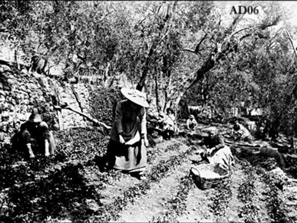 Témoignage partie 1 – Constant Viale et le passé agricole du pays de Grasse  – Corpus ‘’MIP -Grasse’’