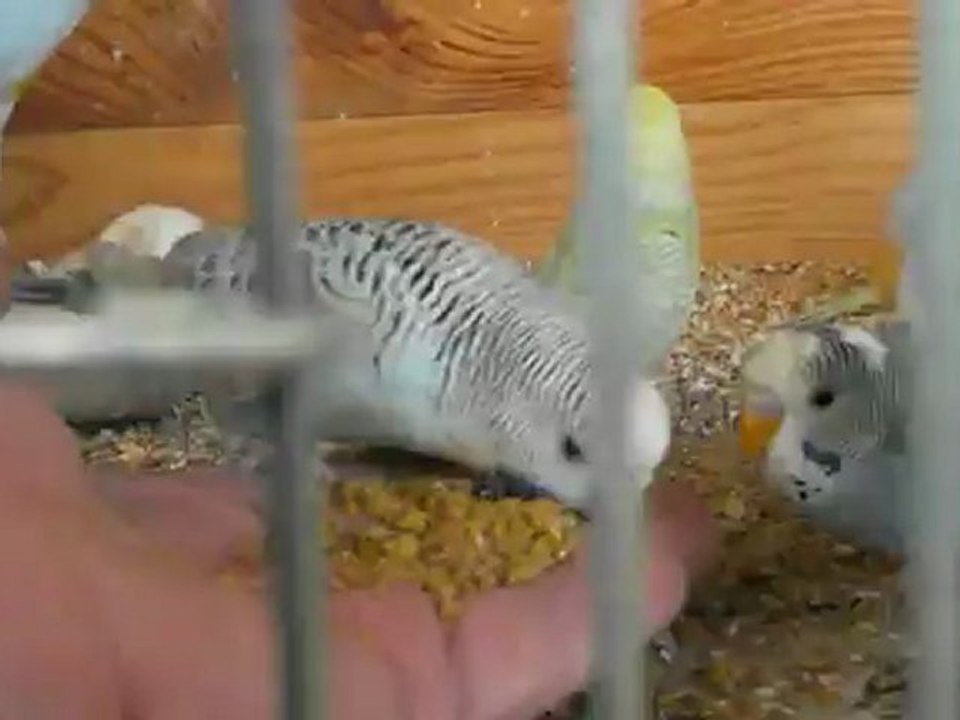 perruches et la patée  à la main