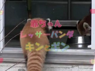 Panda roux surpris  - The Appli dispo sur l'app store Gratuit - # TheAppli