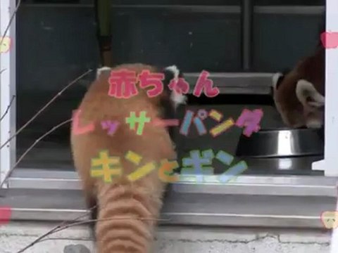 Panda roux surpris - The Appli dispo sur l'app store Gratuit - # TheAppli