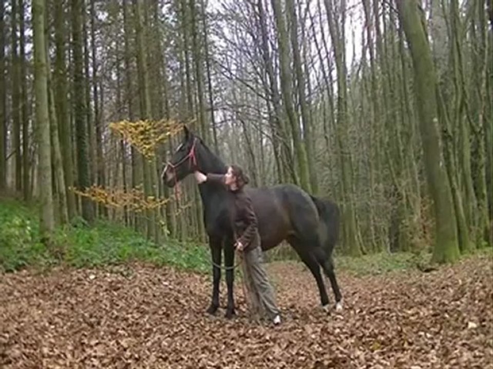 balade en forêt