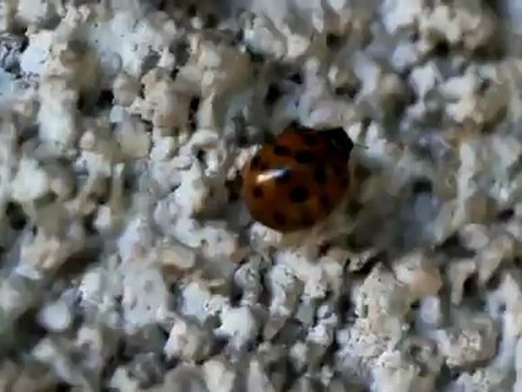 Ladybug (macro) - Free HD stock footage