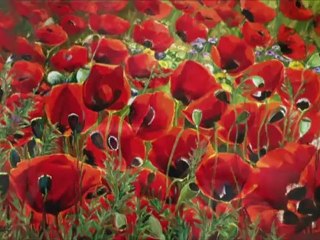 Gelinciğin Hüznü alev FARİD FARJAD