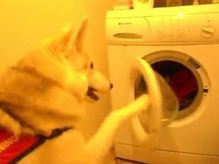 Washing machine antics