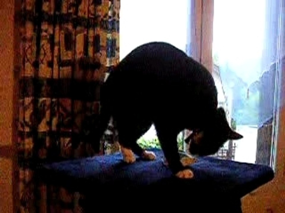 Catnip