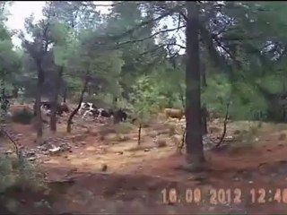 16/09/2012 γουραναδα με αγριογούρουνα on line-Greece Atv