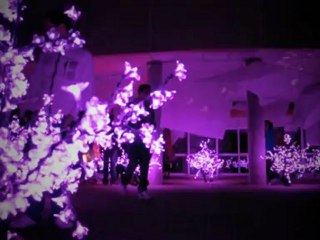 HANAMI - Regarder les Fleurs