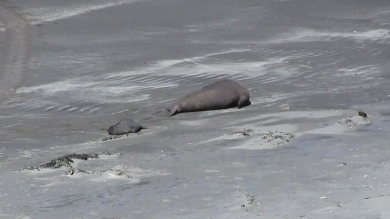 Argentine-Péninsule de Valdés