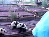 Les pandas de chendu: le training des pandas