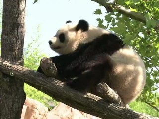 Les meilleurs moments animaliers de l'année 2012 (2e partie)