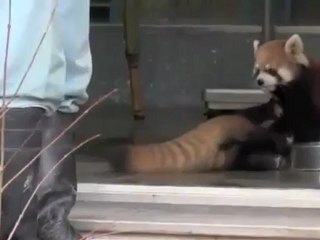 En video: Los animales también se llevan sus sustos