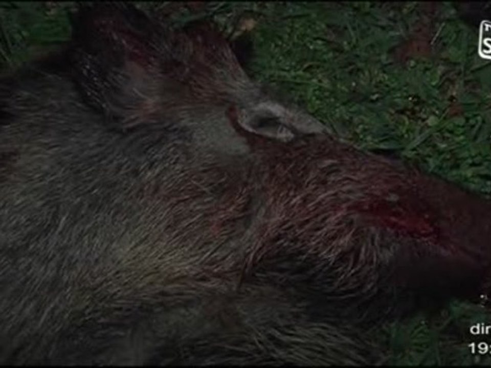 Battues administratives contre les sangliers (Nîmes)