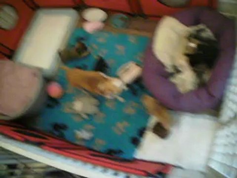 Chiots Chihuahuas Des dunes de keremma Bretagne