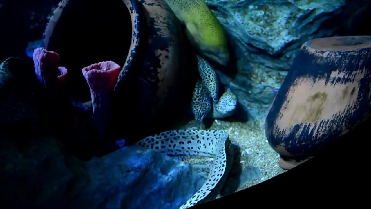 Uma janela para o oceano
