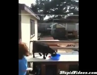 Bu Keçi Bazı Şeyleri Aşmış