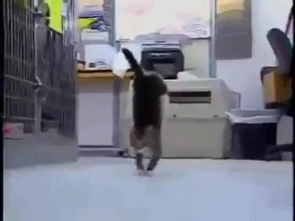 Kedi Amuda Kalkıyor