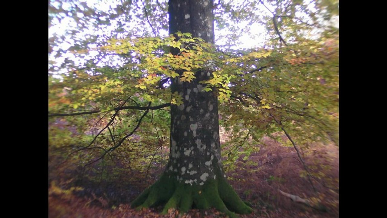 Prière d'automne en forêt d'Ecouves