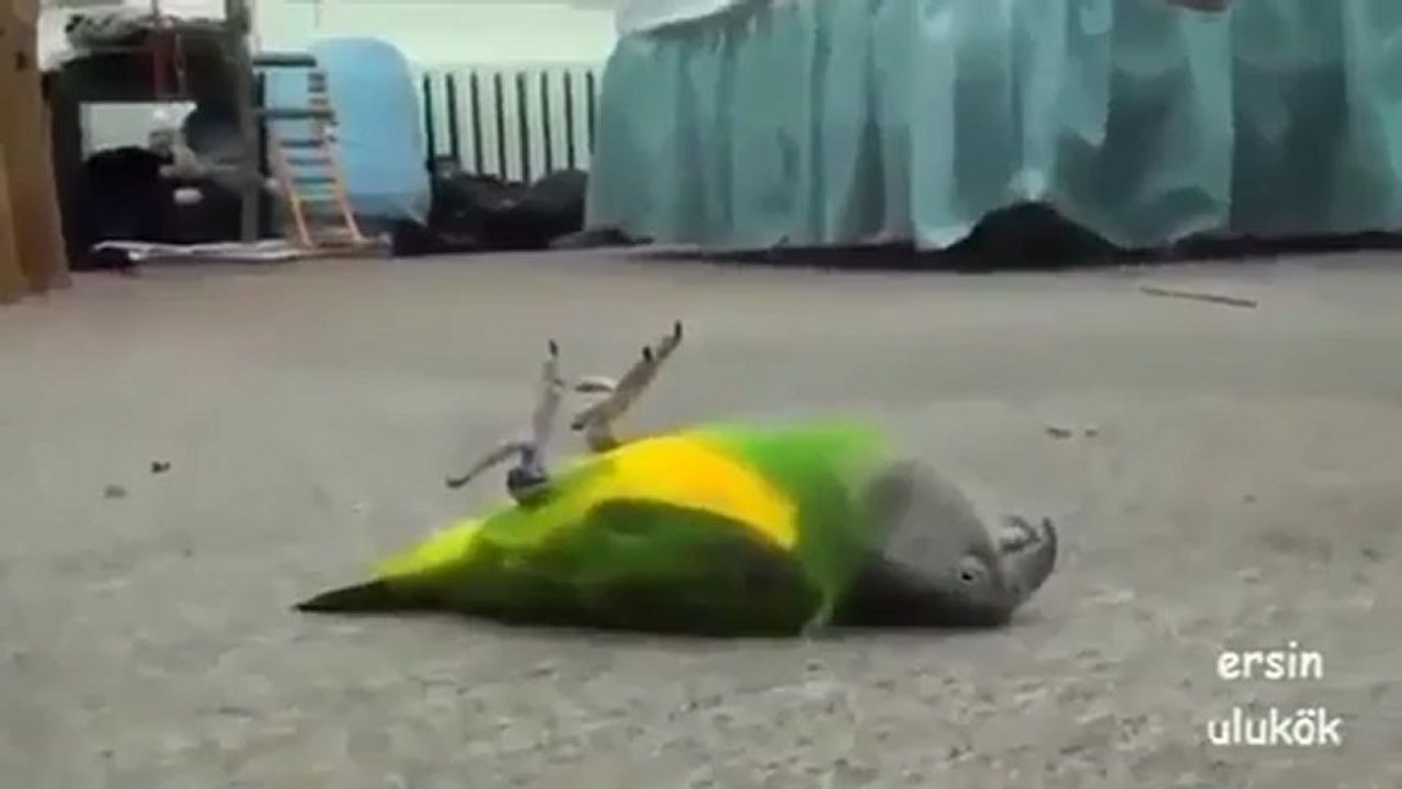 Ölü Taklidi Yapan Papağan