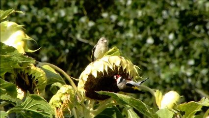 j’ai faim ! - Gerard G