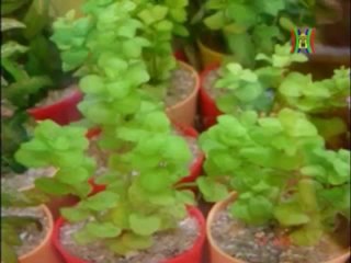 Chu Nguyen Chuong 02