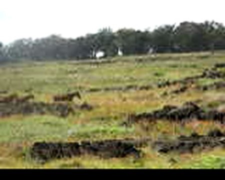 Caballos asilvestrados en Rapa Nui, Isla de Pascua