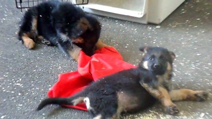 gangster et gurko chiots berger allemand