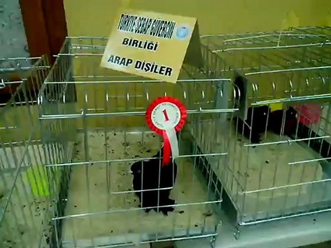 Şebap Güvercin Birliği 5.Karaman Festivali 3