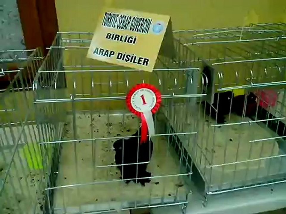 Şebap Güvercin Birliği 5.Karaman Festivali 3