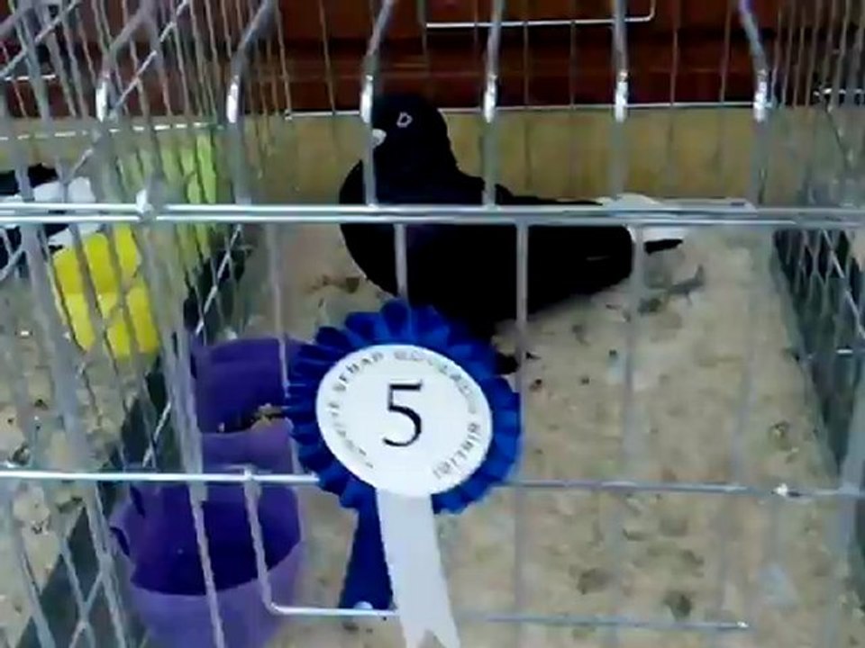 Şebap Güvercin Birliği 5.Karaman Festivali 4