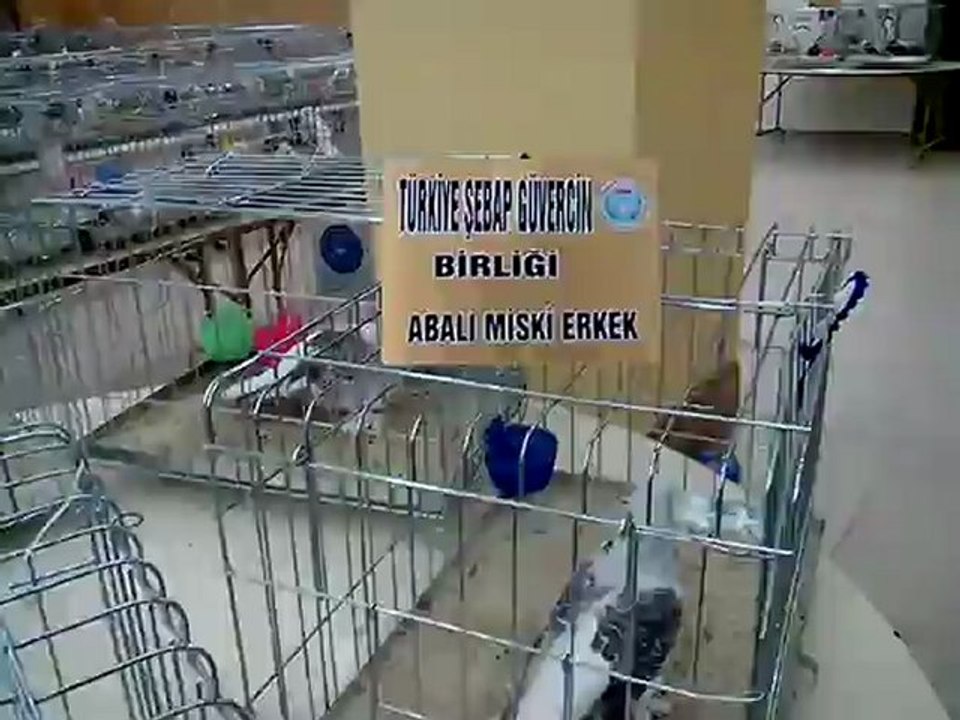 Şebap Güvercin Birliği 5.Karaman Festivali 6