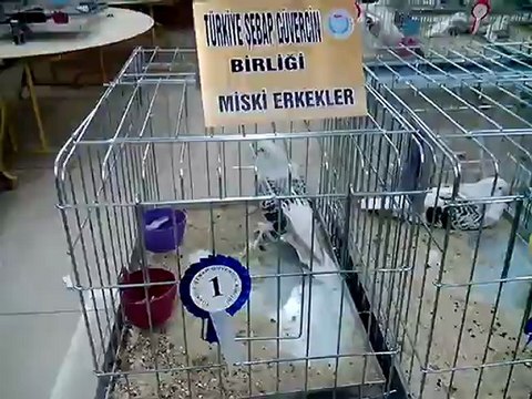 Şebap Güvercin Birliği 5.Karaman Festivali 12